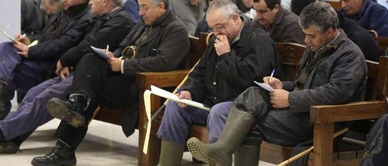 Compradores de ganado bovino en una puja de la Central Agropecuaria de Galicia. // Bernabé/Gutier