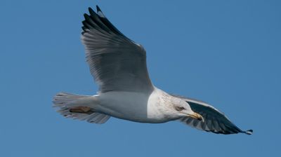 Una de las gaviotas fotografiadas en el Atlántico desde la cubierta del pesquero rehabilitado.