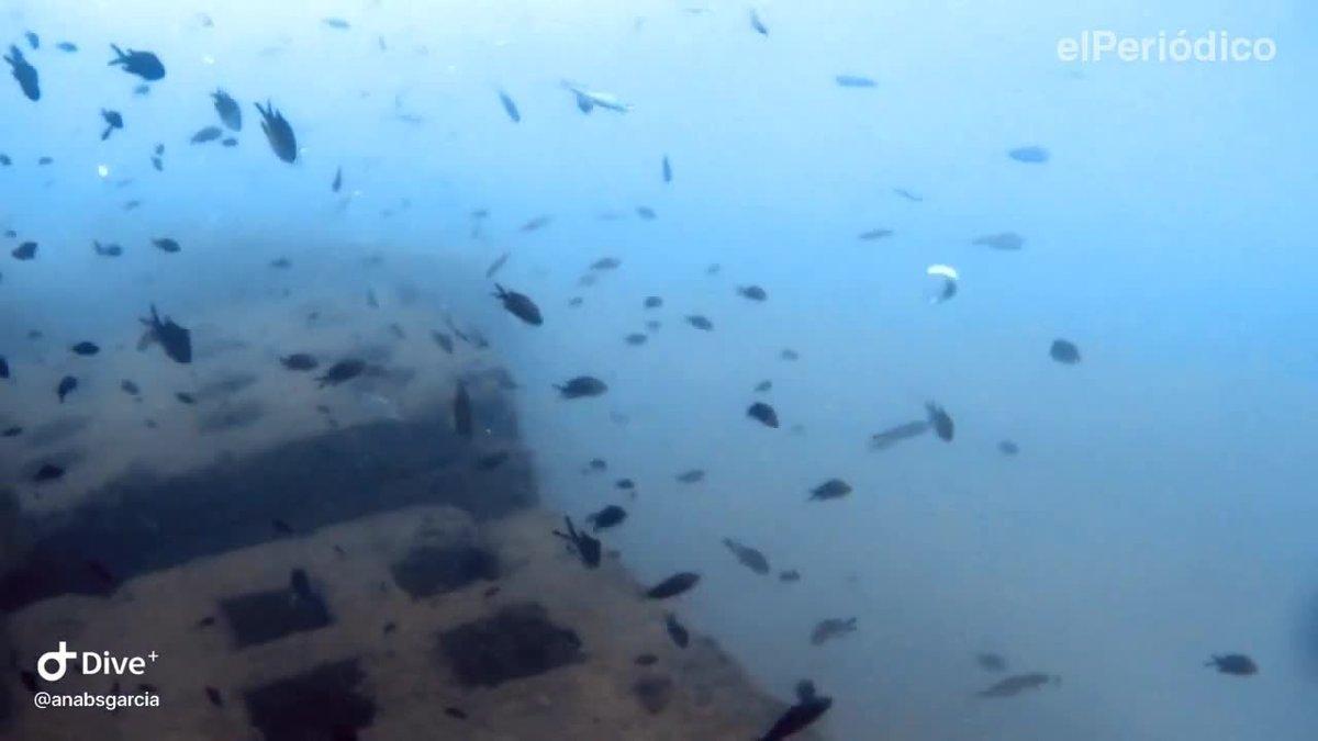Inmersión en el arrecife artificial frente el espigón de la Mar Bella