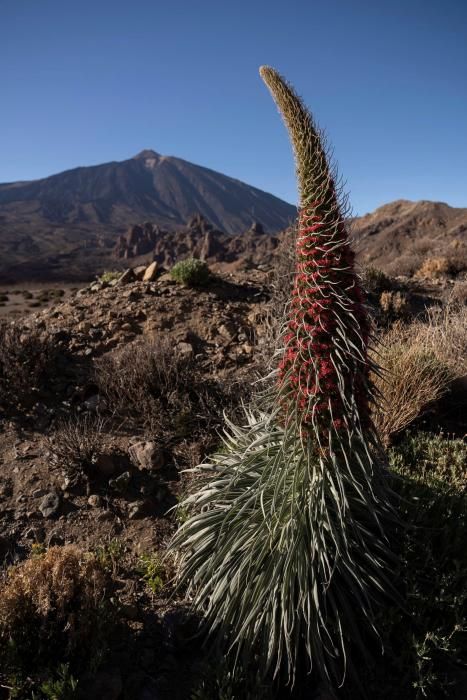 Tajinastes en flor en el Teide