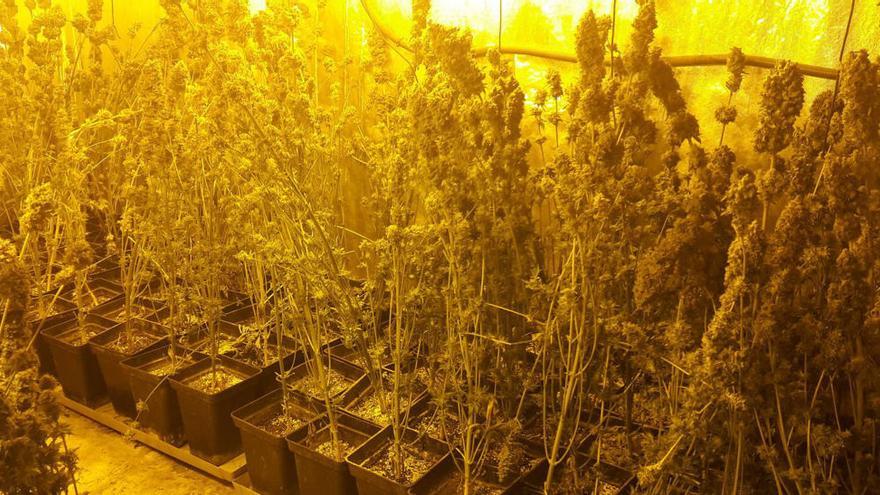 La plantació de marihuana en el garatge de Porqueres