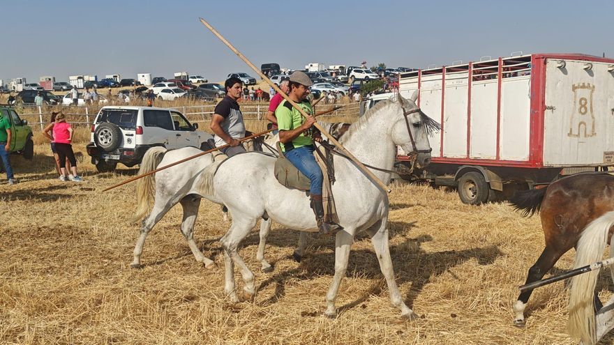GALERÍA | Mañana de sombrillas en el encierro de Castrillo de la Guareña