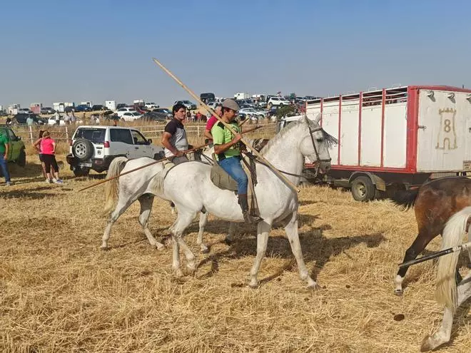 GALERÍA | Mañana de sombrillas en el encierro de Castrillo de la Guareña