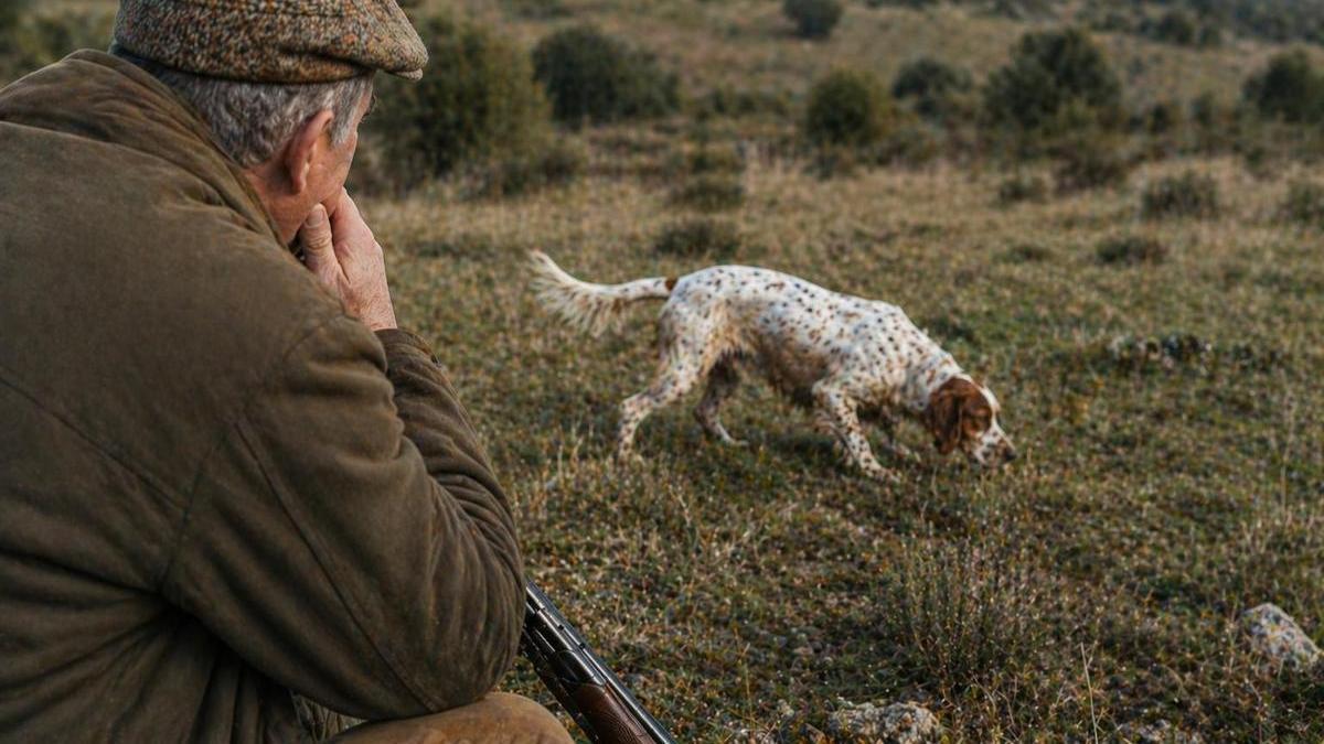 Un cazador observa a su perra en el campo.