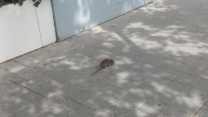 Una rata corretea por la avenida Doctor Rico de Alicante