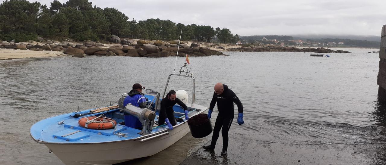 Descarga de erizo de mar en Pedras Negras (San Vicente de O Grove).