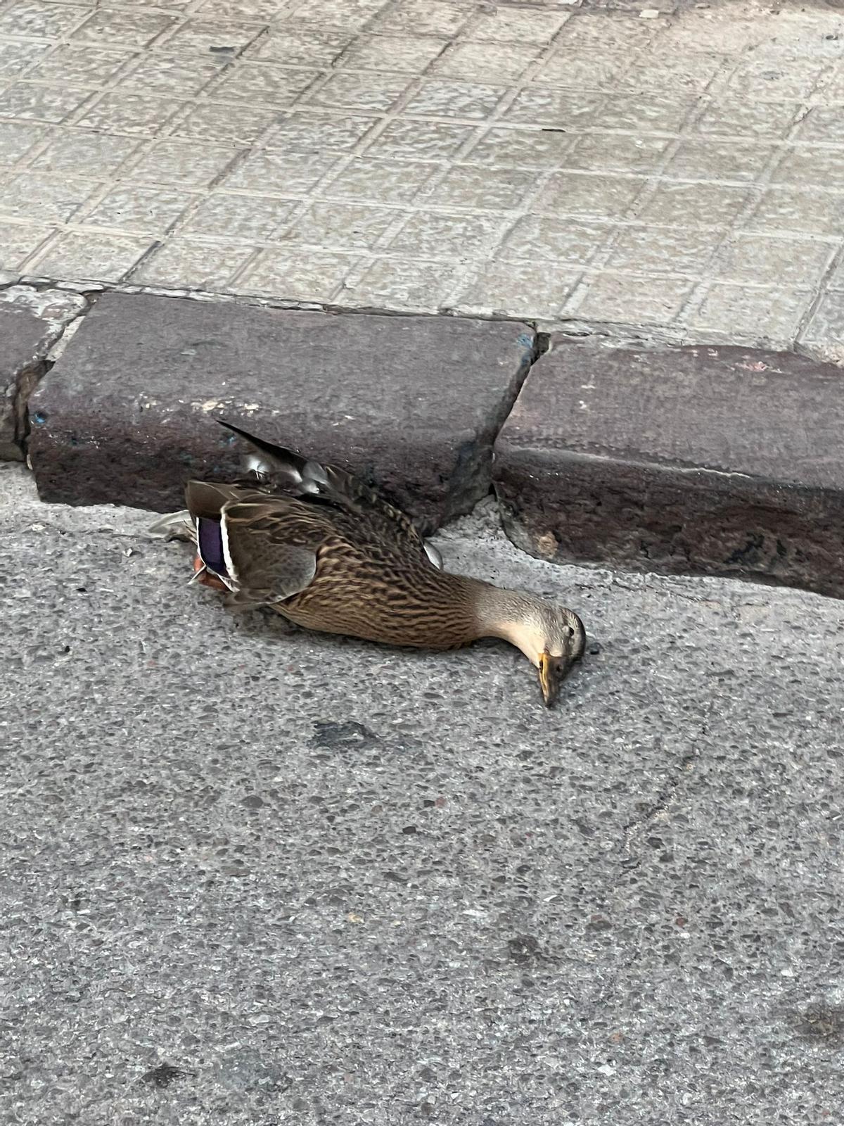 Fotogalería I Las palomas y tórtolas 'toman' el emblemático jardín de Sant Pasqual de Vila-real