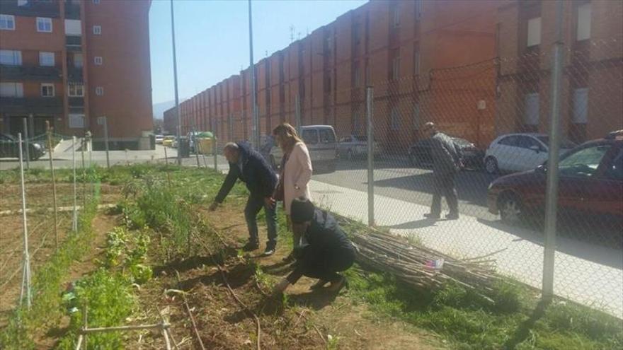 El Ayuntamiento de Calatayud reparte los últimos huertos sociales