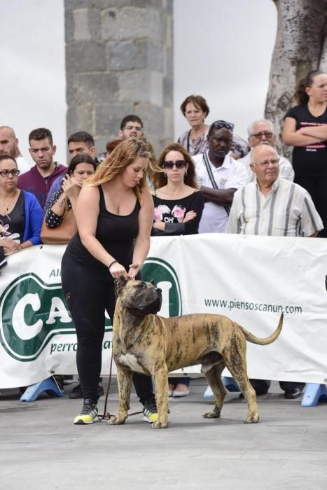 Celebración del I Certamen Nacional de perro ...