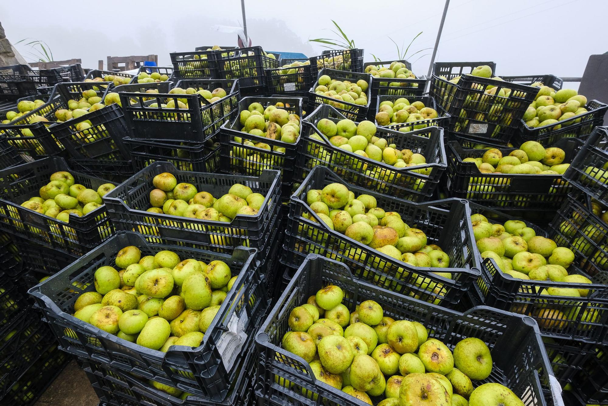 Un chubasco de manzanas