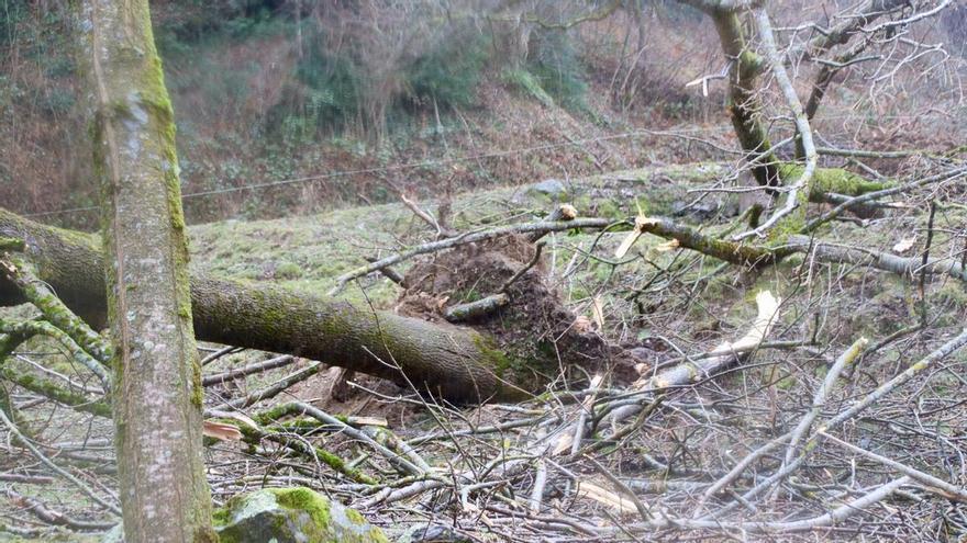 Agricultura retira la fusta caiguda amb les ventades en més de 260 hectàrees de bosc públic al Ripollès