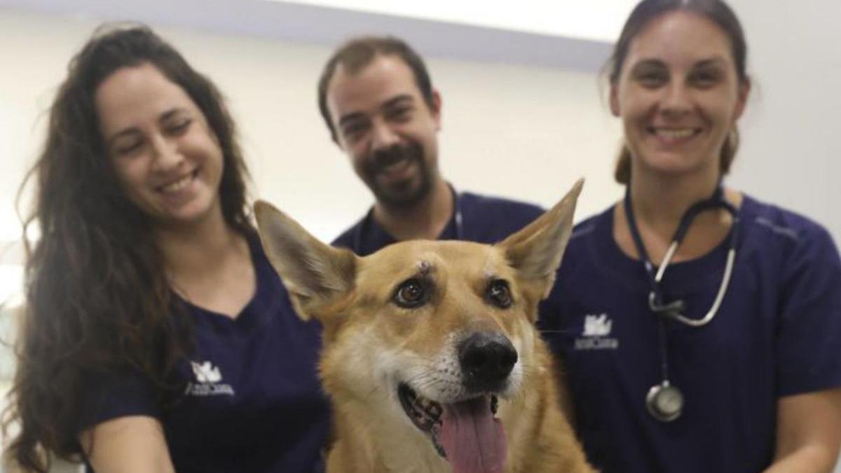 Por la izquierda, «Lara» junto a tres miembros de la plantilla del hospital veterinario ovetense en el que fue atendida, y Puri Ramos con dos alumnos durante una fiesta de disfraces. | Luisma Murias / Álbum familiar