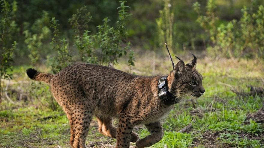 Un joven lince ibérico muere atropellado en la carretera Hinojos-Villamanrique