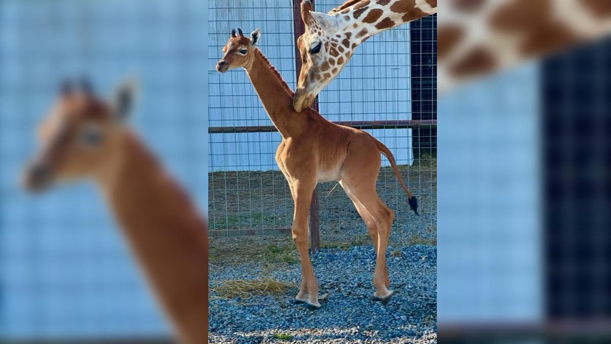 Nace en el zoo de Tennessee una cría de jirafa sin manchas