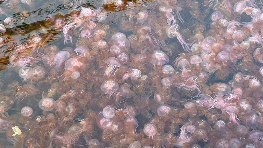Un impresionante banco de medusas invade el Club Náutico de Sant Antoni