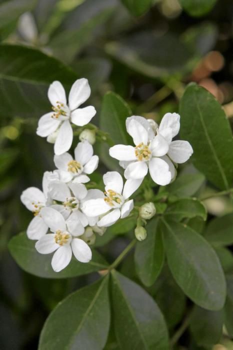 In Ariant blühen die mediterranen Pflanzen um die Wette. In dem von Heidi Gildemeister entworfenen Garten wird vieles den Launen der Natur und dem Zufall überlassen. Aber nicht alles.