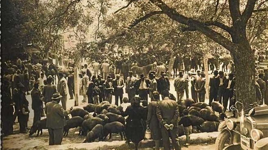 Una imagen clásica de la Fira de Sineu. Una multitud se congrega alrededor de un grupo de ´porcs negres´ en la plaça del Fossar.