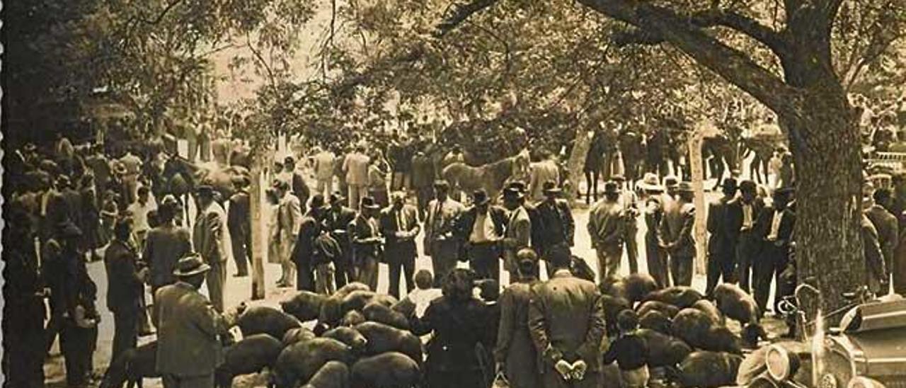 Una imagen clásica de la Fira de Sineu. Una multitud se congrega alrededor de un grupo de ´porcs negres´ en la plaça del Fossar.