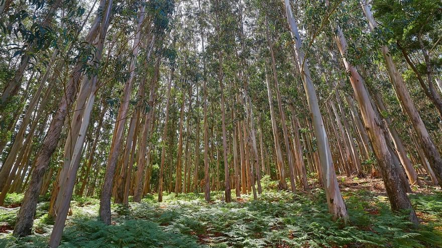Eucalipto: un activo económico con problemas ecológicos