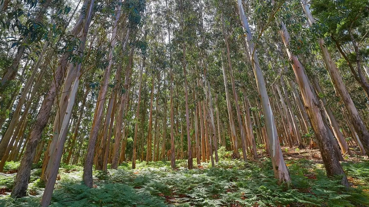 Eucalipto: un activo económico con problemas ecológicos