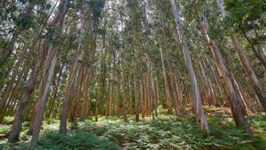 El eucalipto es un árbol ajeno a los ecosistemas españoles