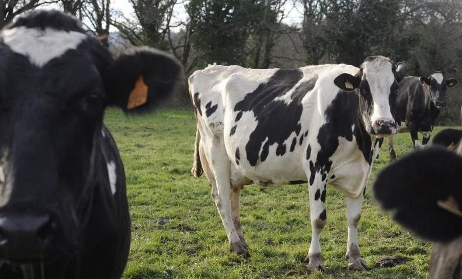 Explotación de vacuno de leche en Silleda.