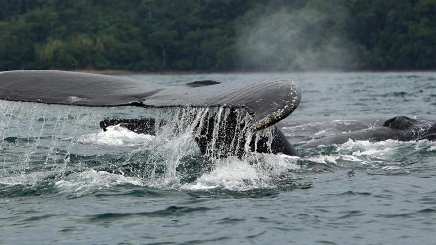 Imagen de un ejemplar de ballena jorobada