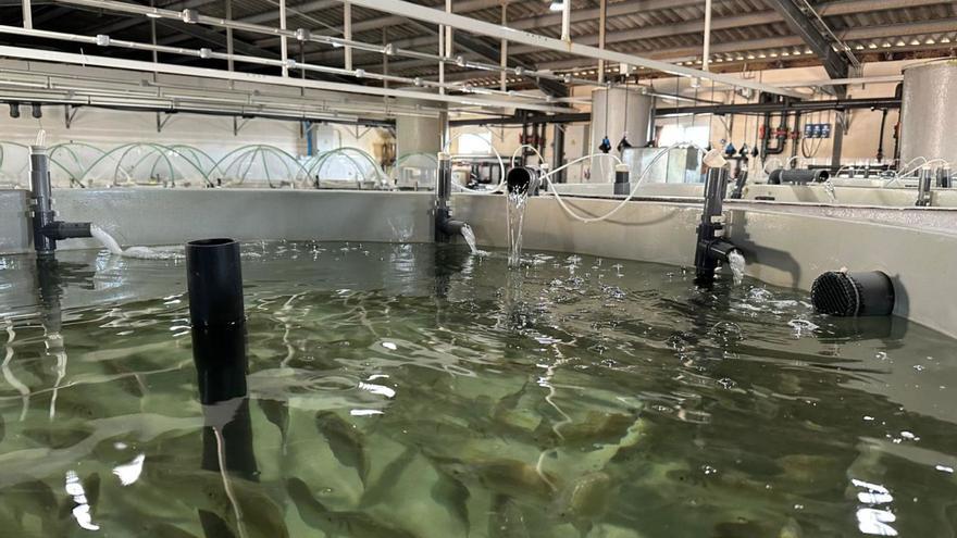 El langostino tigre mide entre 20 y 30 cm, y  tiene un peso medio de entre 20 y 50 gramos por pieza.