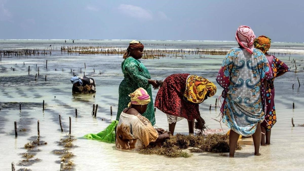 Mujeres en un cultivo de algas en Tanzania.
