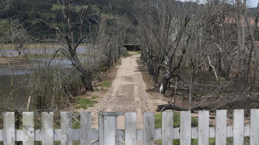 NATURALEZA MUERTA. El camino de acceso a un porreo, con los árboles muertos por la salinidad del agua. 