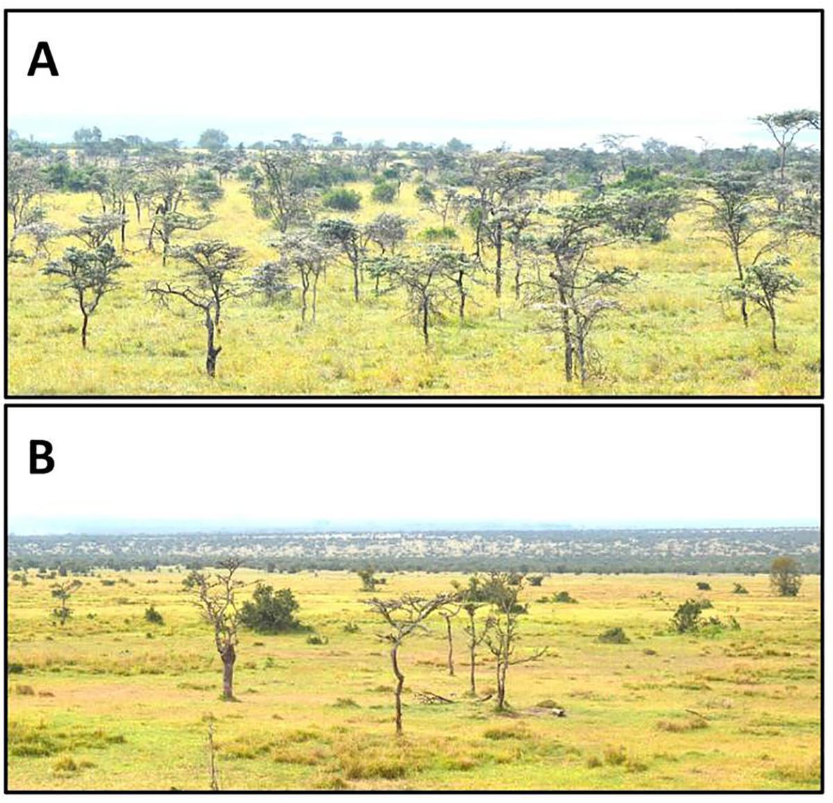 Paisaje del hábitat de los leones, antes y después (abajo) de la llegada de las hormigas invasoras.