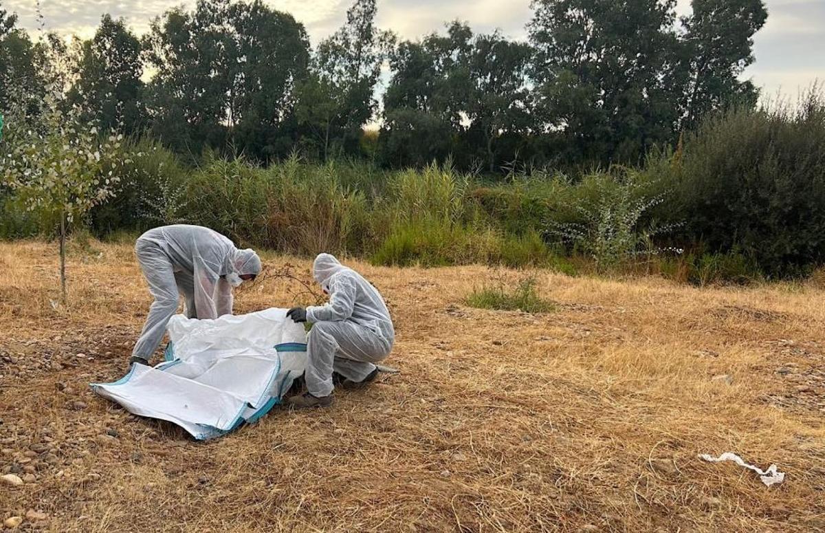 Operarios realizan labores de limpieza en el entorno del río Guadiana en Badajoz.
