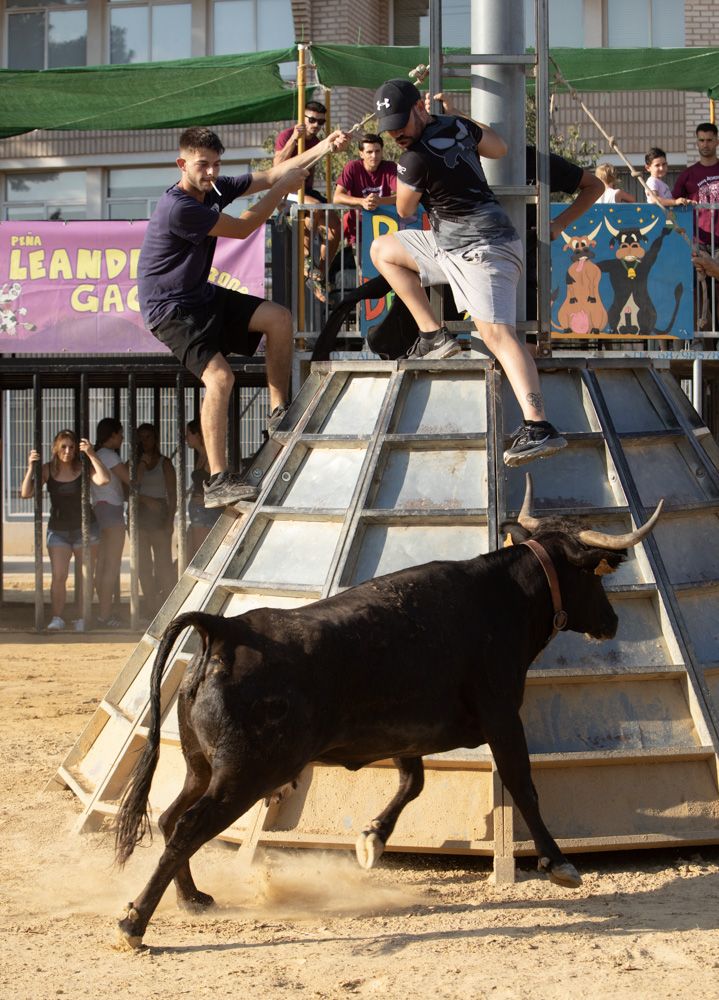 Jueves de vaquillas en las fiestas de Sagunt