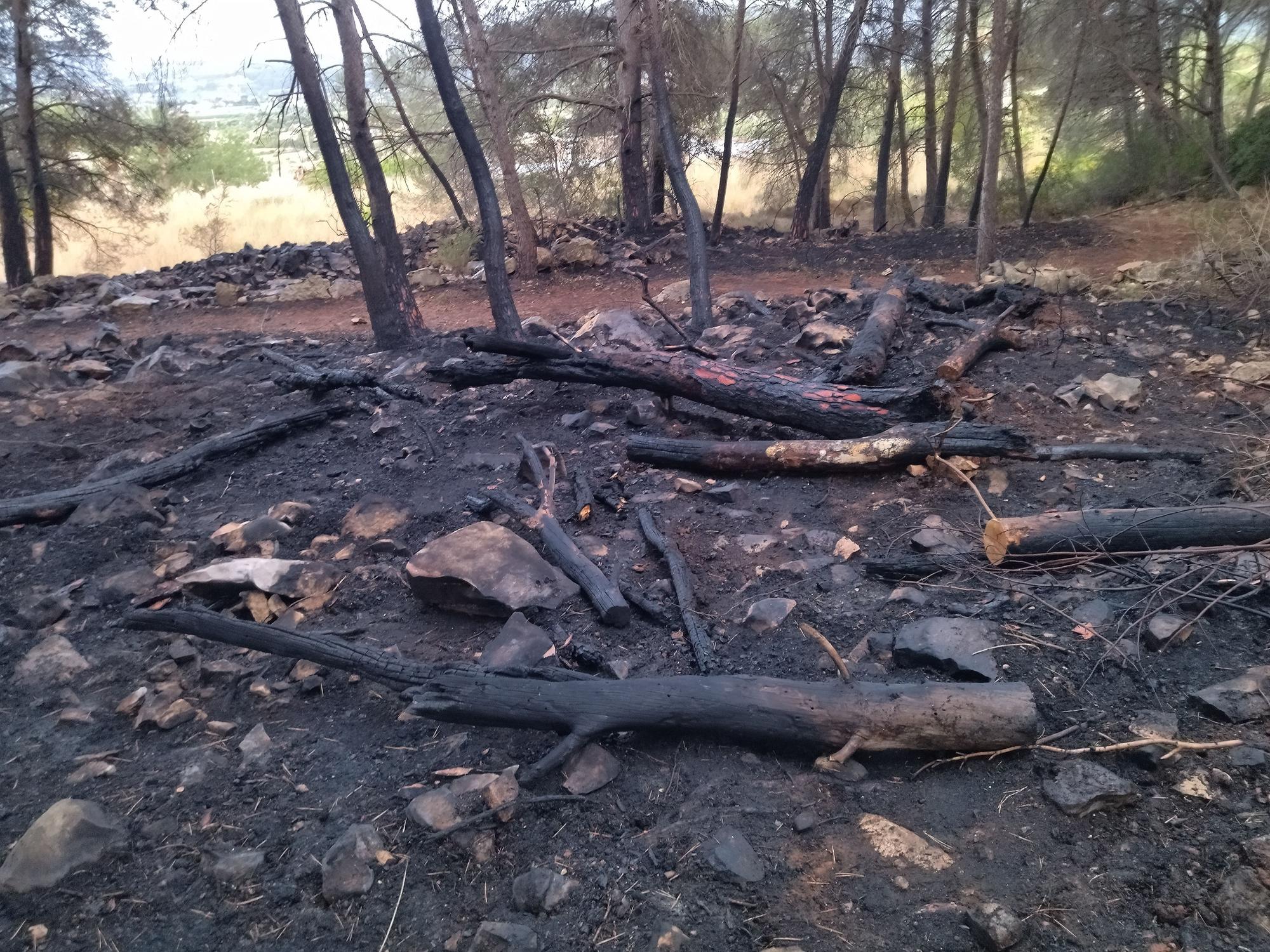 La lluvia refresca el bosque calcinado por el enésimo incendio en el Montgó