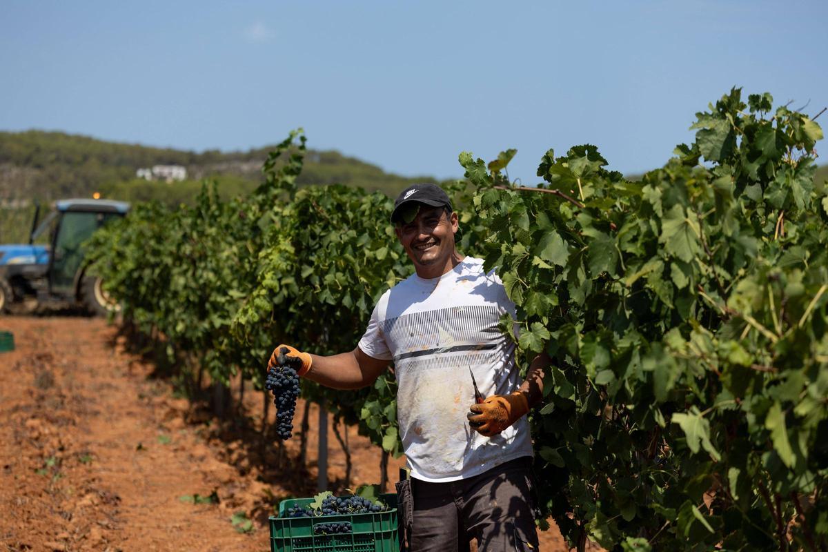 El vino de Ibiza está de enhorabuena esta añada: hasta 80.000 botellas en algunas bodegas