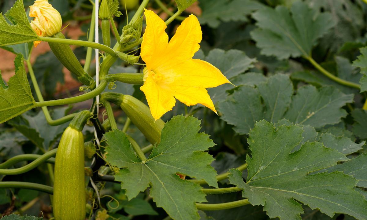 Calabacín de Agromallorca.