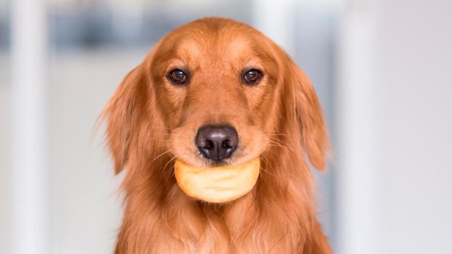 Perros superdotados: Descubre las 5 razas de perros que te sorprenderán con su inteligencia