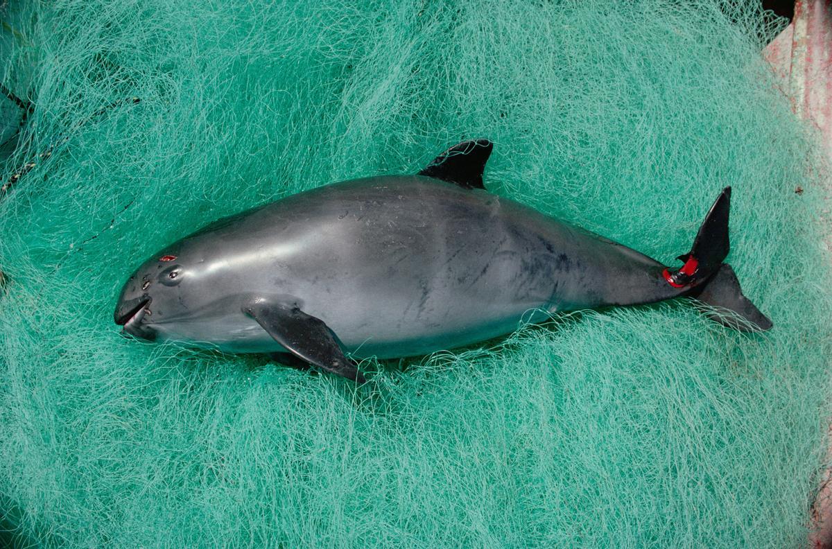 Una vaquita marina muerta tras enredarse en redes de enmalle.