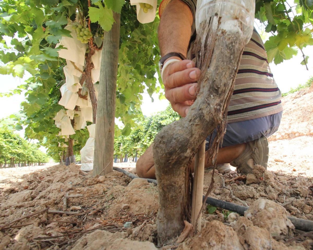 Los conejos se comen hasta el tronco de las parras de uva de mesa.