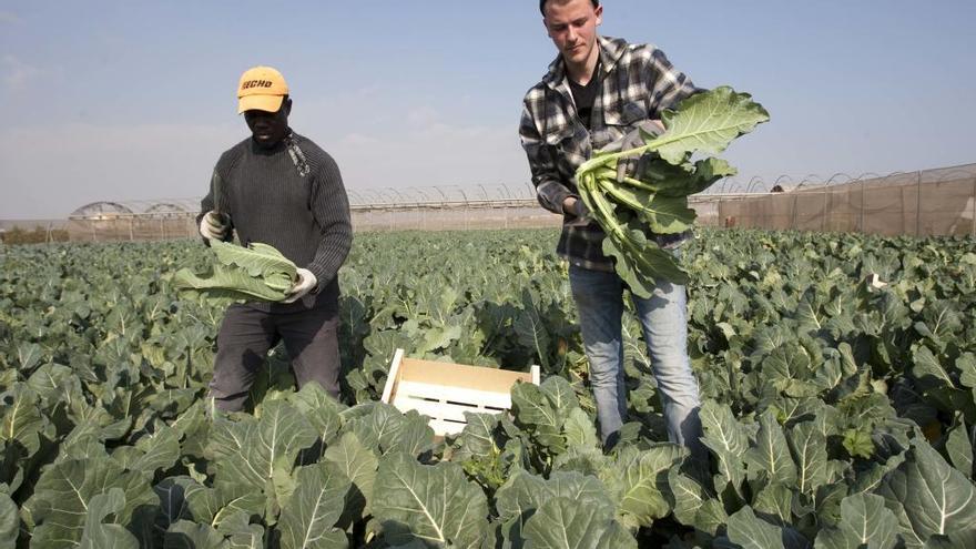 Agricultores en un campo de hortalizas de l&#039;Horta Nord.