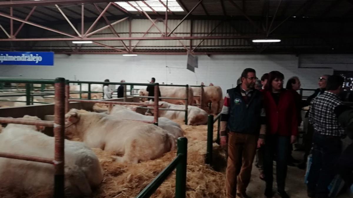 Arranca la Agroganadera de Trujillo con 1.000 cabezas de ganado