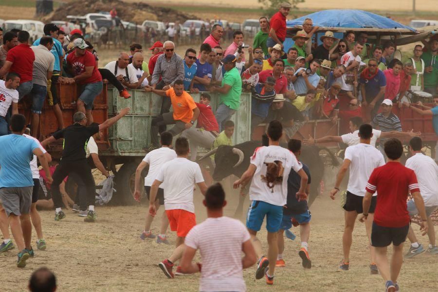 Segundo encierro taurino en Guarrate