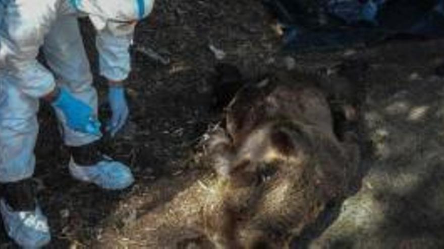 El oso hallado en Muniellos murió de un disparo