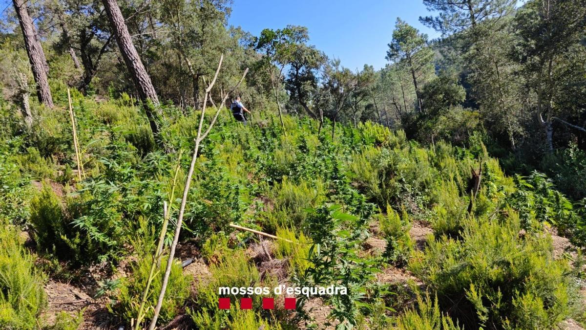 Una de les plantacions dels Àngels