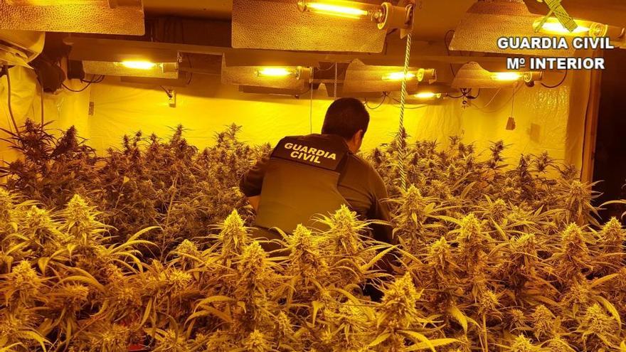 Desmantelan un cultivo de 766 plantas de marihuana en Pedreguer blindado con sensores de seguridad e hilos a modo de cepo