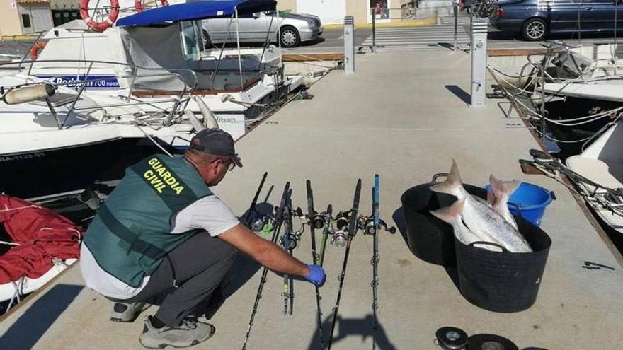 Imagen de los artes de pesca y las capturas intervenidas por el Seprona de la Guardia Civil en el puerto deportivo de Torrevieja