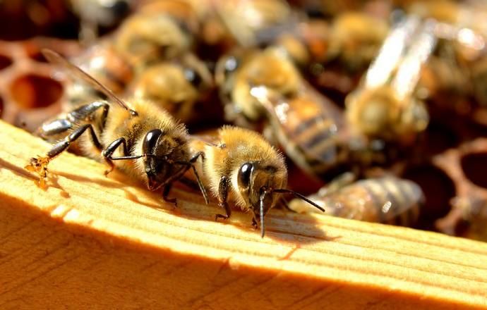 07/06/2018 EL CARACOL, TELDE. Colmenas de abejas ...