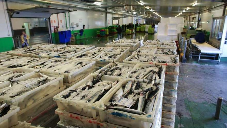 El recorte de la cuota de xarda en un 15 por ciento enciende a los pescadores