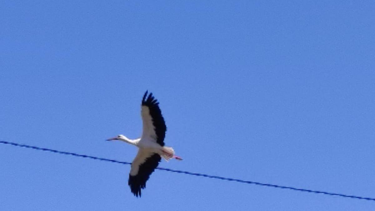 Una pareja de cigüeña blanca es captada de paso migratorio por el corazón de la huerta de la Vega Baja