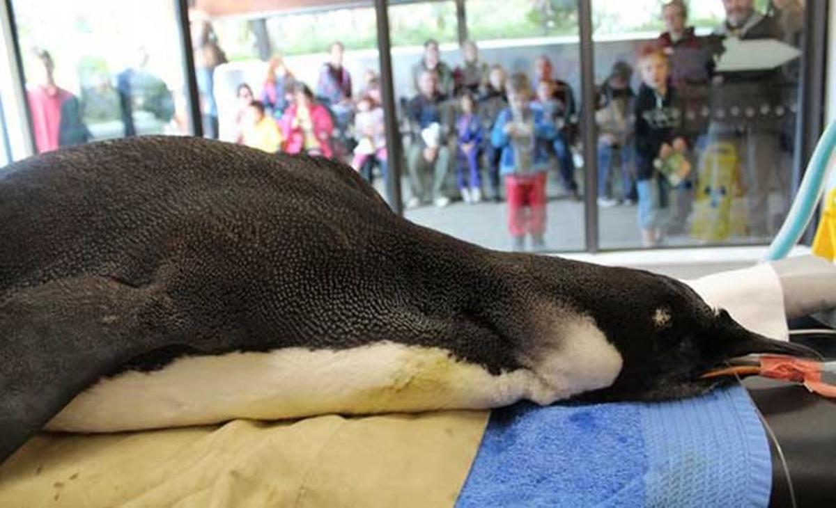 Uns visitants del Zoo de Wellington (Nova Zelanda) observen un pingüí emperador anomenat Happy Feet. L’animal va ser sotmès fa una setmana a una cirurgia per extreure-li sorra i pals de l’estómac.